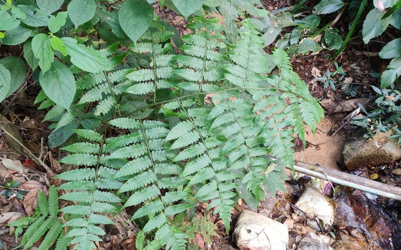 Diplazium leptophyllum