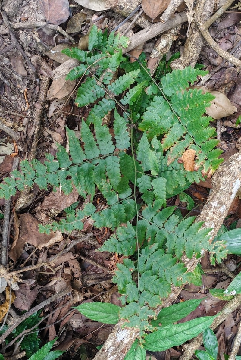 Diplazium leptophyllum photo 2
