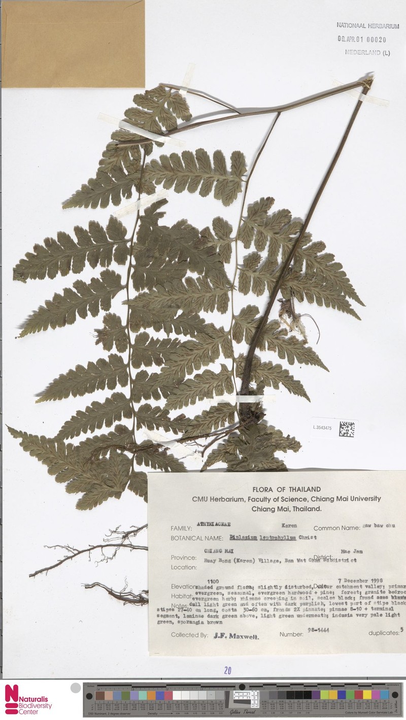 Diplazium leptophyllum photo 3
