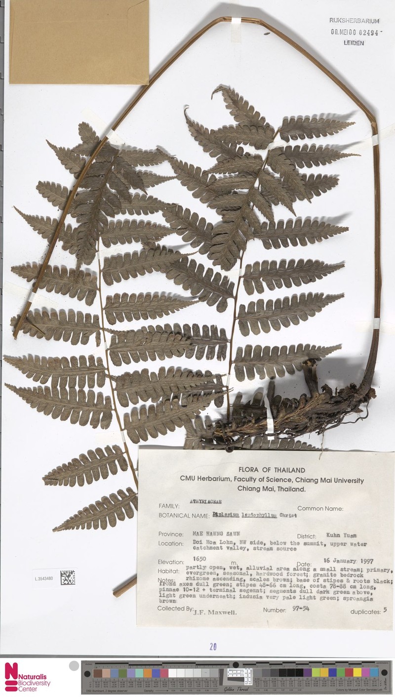 Diplazium leptophyllum photo 4