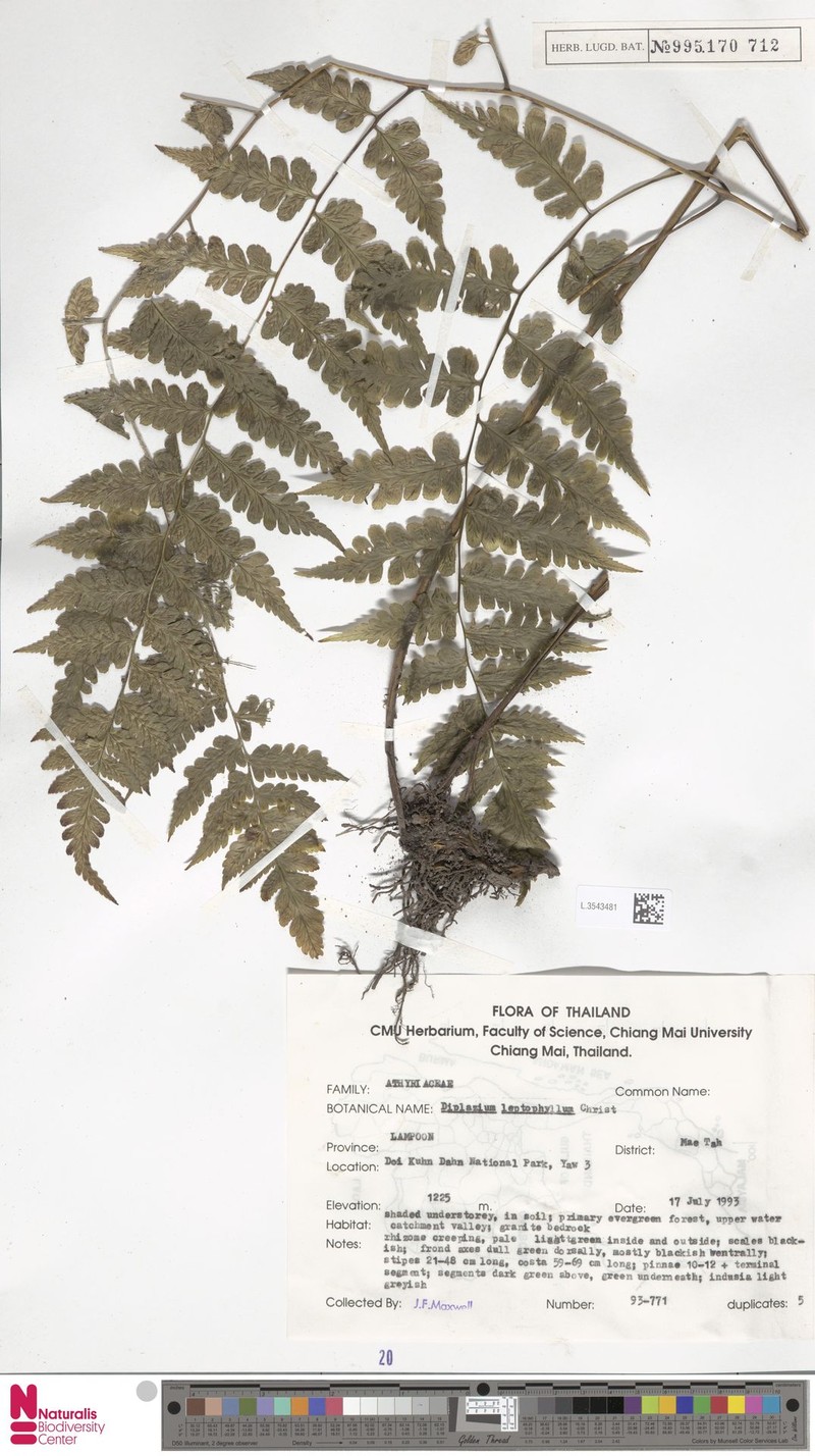 Diplazium leptophyllum photo 5
