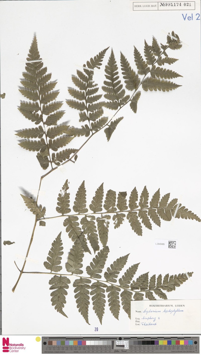 Diplazium leptophyllum photo 6