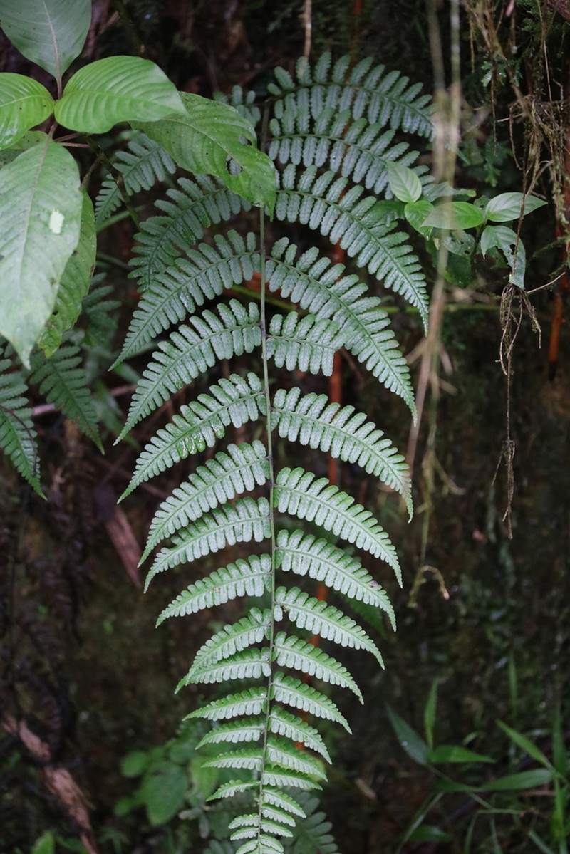 L'Herminier's Twinsorus Fern