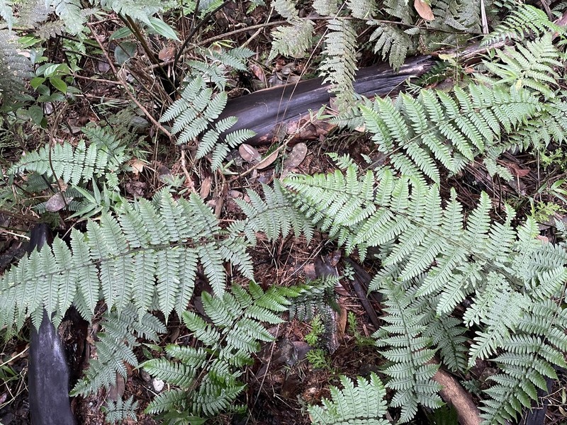 L'Herminier's Twinsorus Fern photo 3