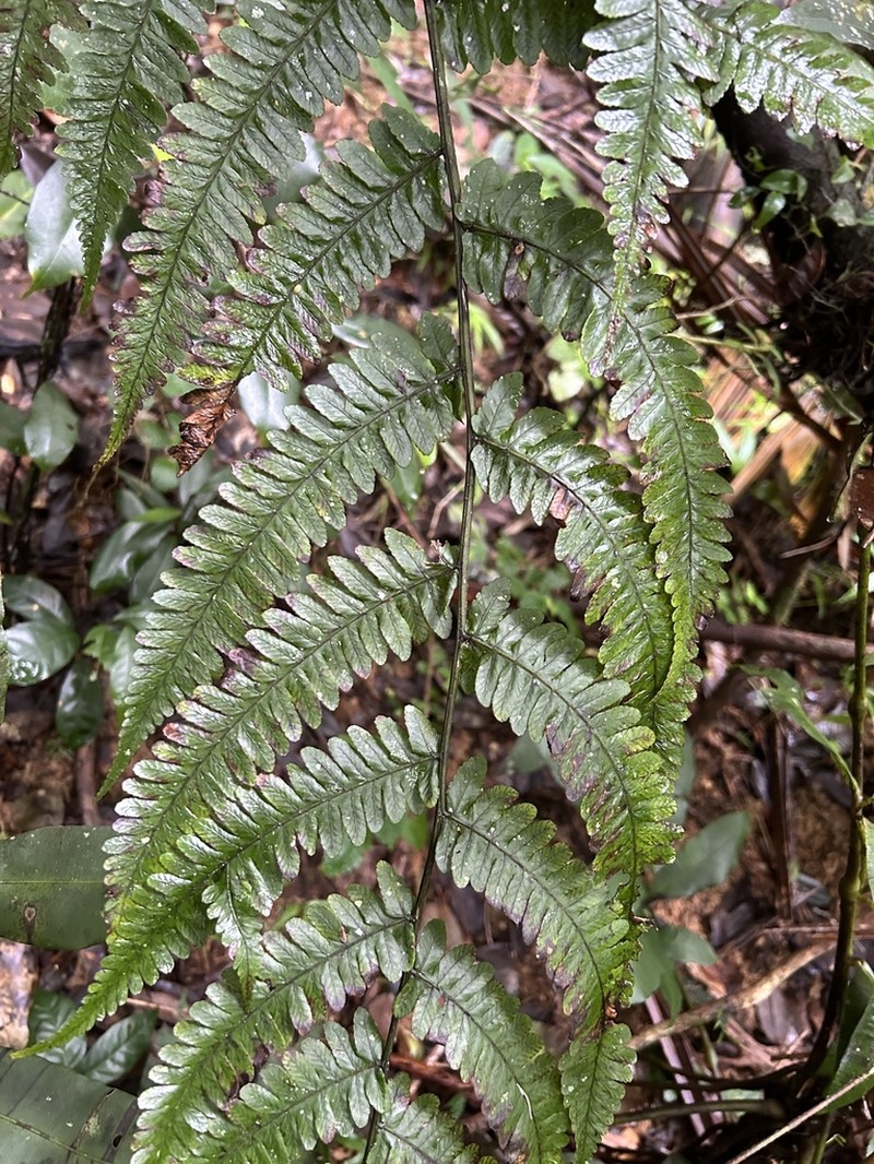 L'Herminier's Twinsorus Fern photo 4