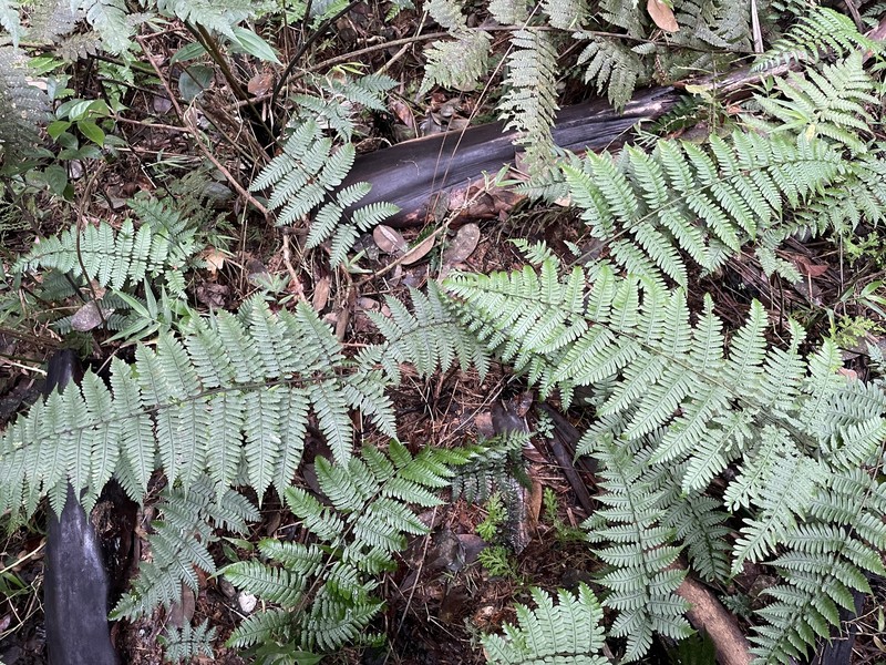 L'Herminier's Twinsorus Fern photo 5