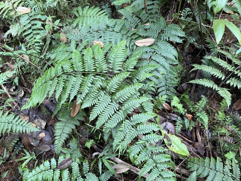 L'Herminier's Twinsorus Fern photo 6