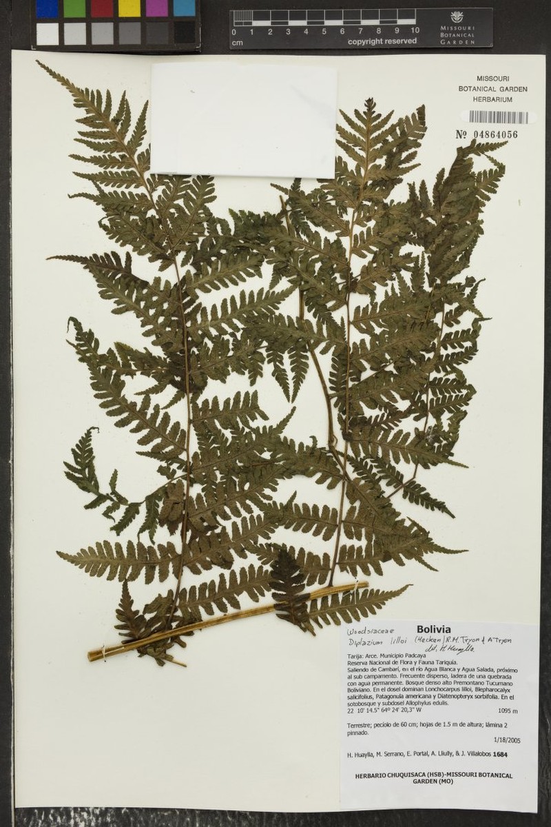 Diplazium lilloi