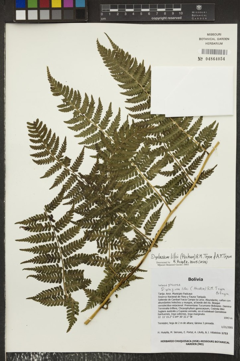 Diplazium lilloi photo 2