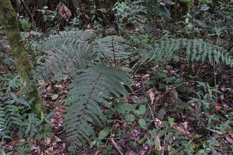 Diplazium lindbergii