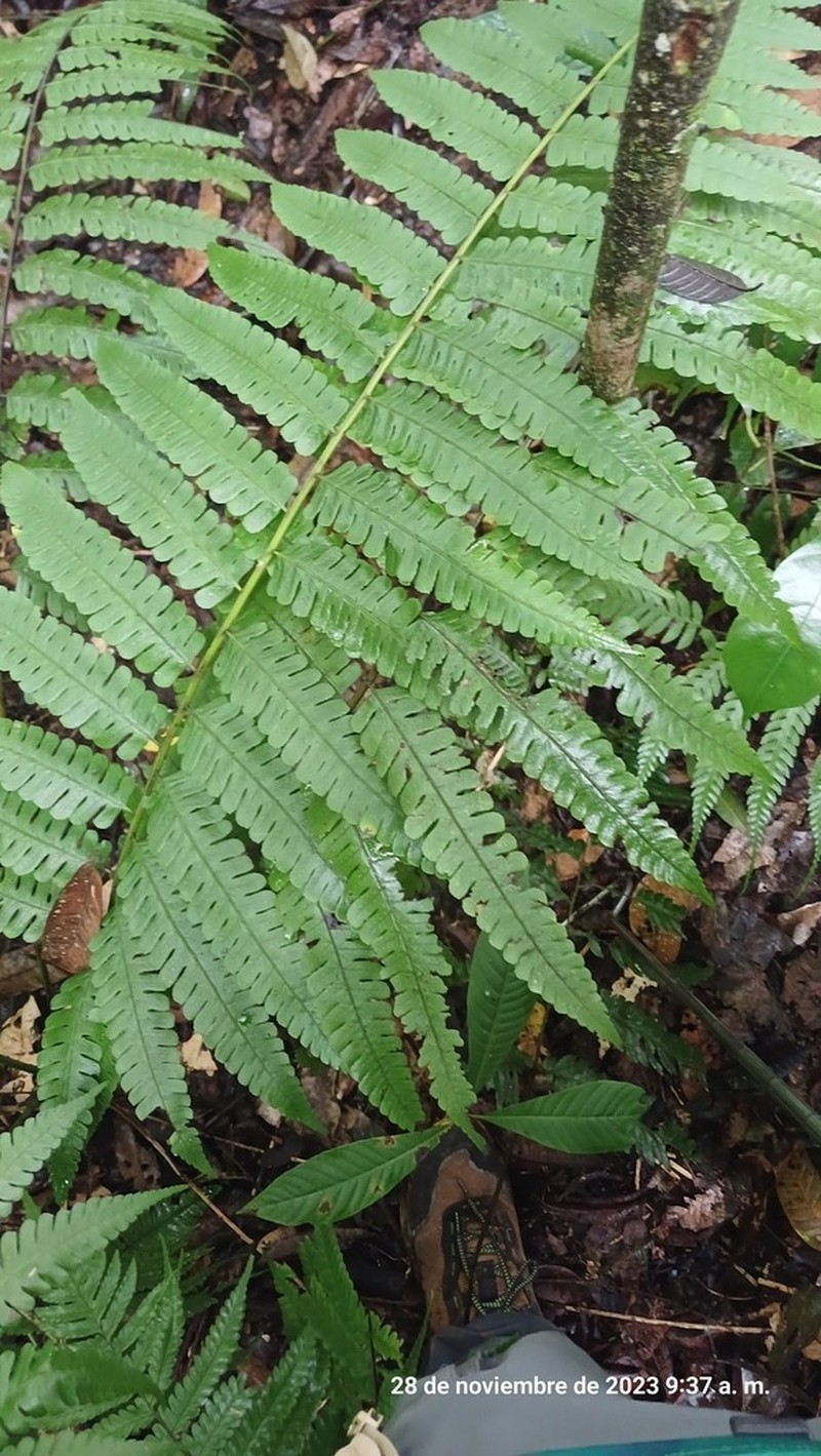 Diplazium lindbergii photo 4
