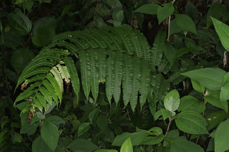 Diplazium lindbergii photo 5