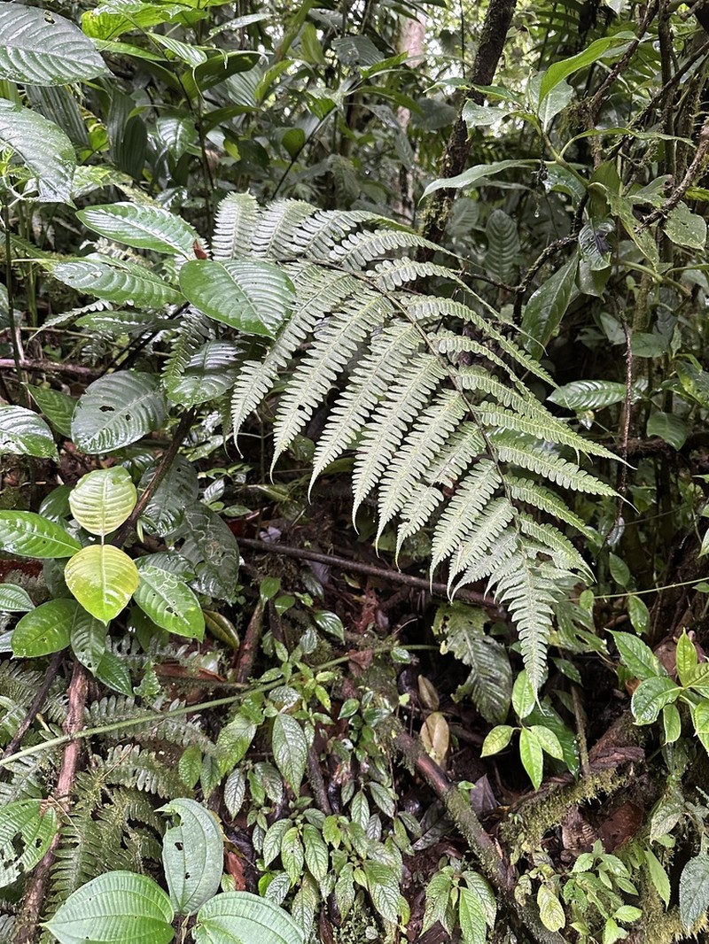 Diplazium lindbergii photo 6
