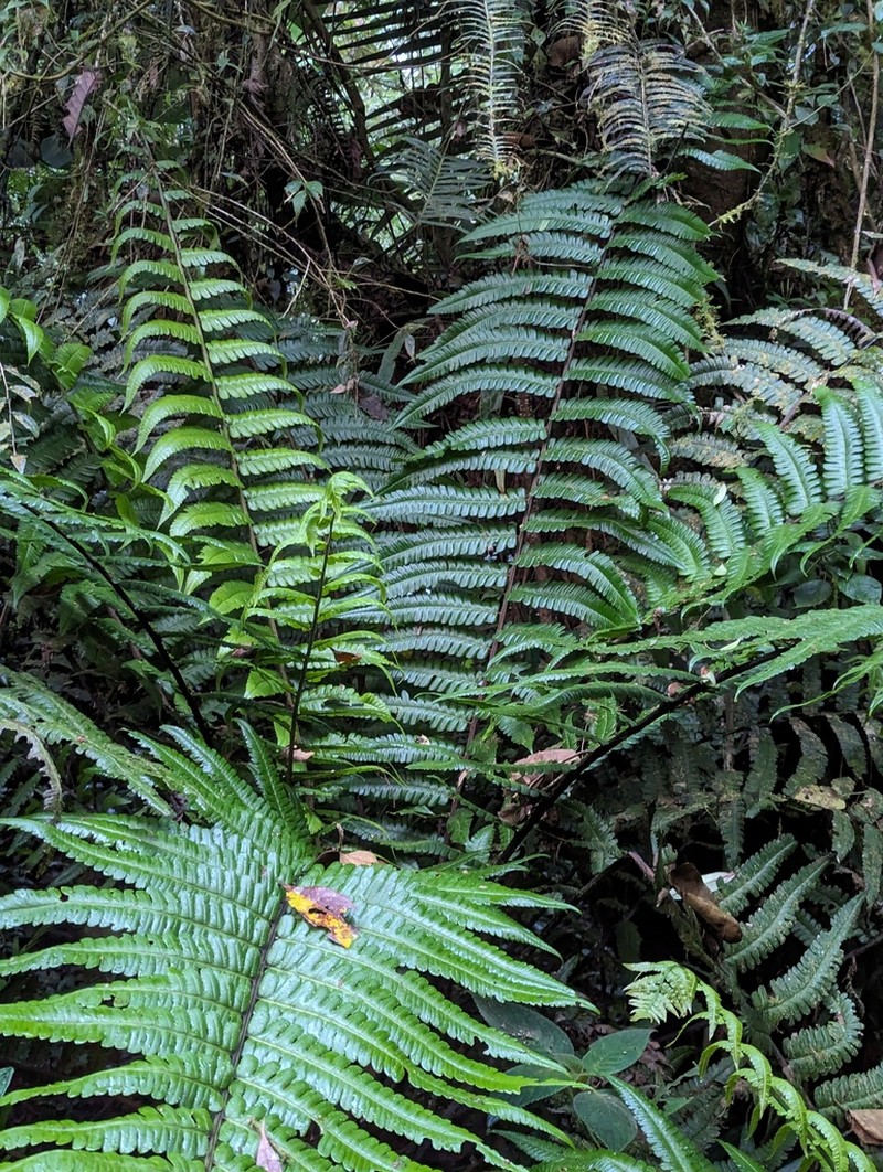 Diplazium lindbergii photo 8