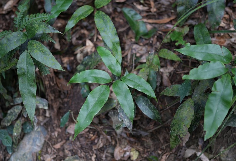 Diplazium lineolatum