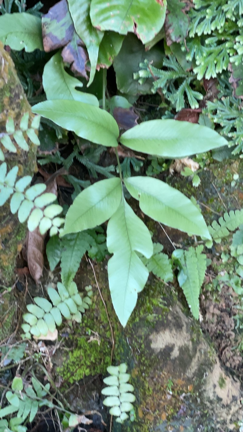 Diplazium lineolatum photo 2