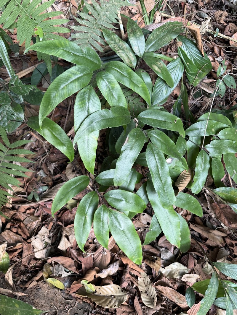 Diplazium lineolatum photo 3
