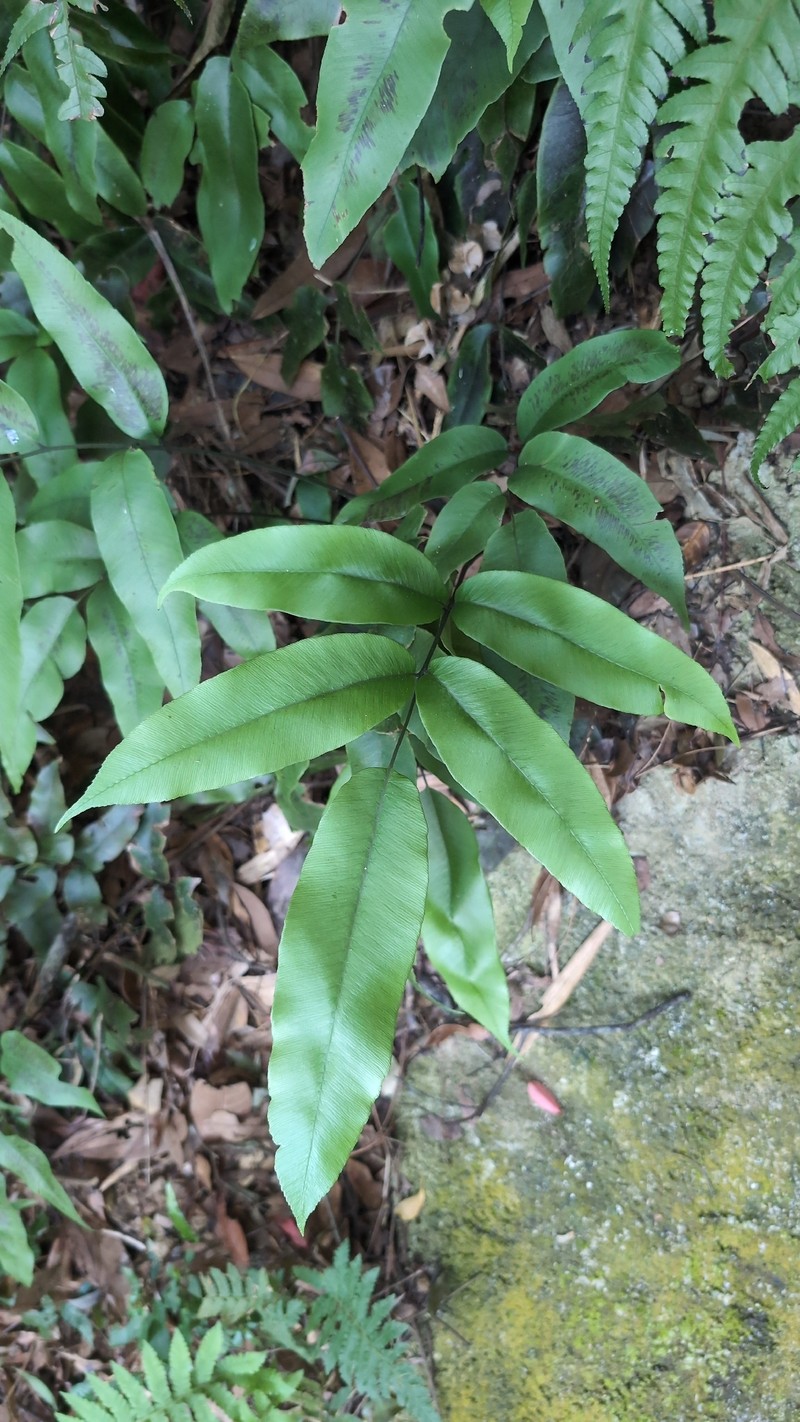Diplazium lineolatum photo 4