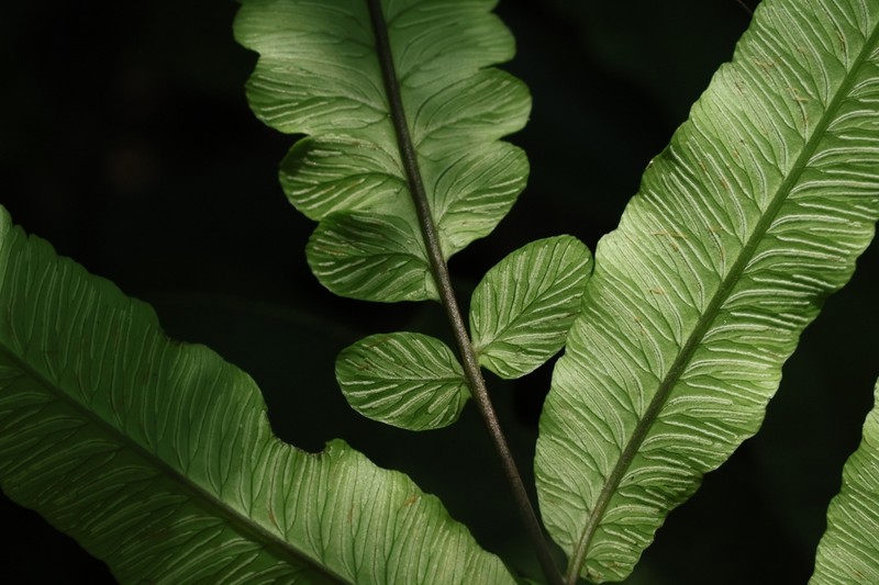 Diplazium lobatum
