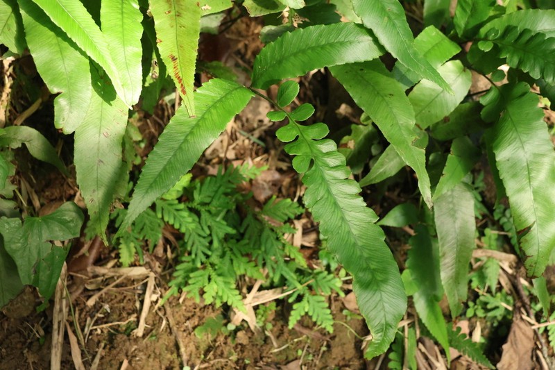 Diplazium lobatum photo 4