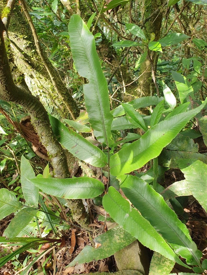 Diplazium lobatum photo 6