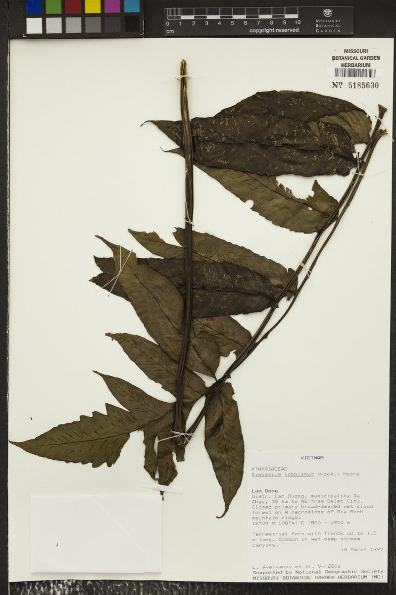 Diplazium lobbianum