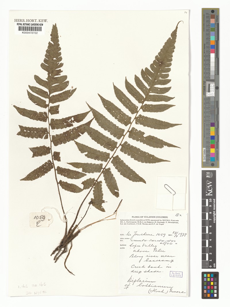 Diplazium lobbianum photo 2