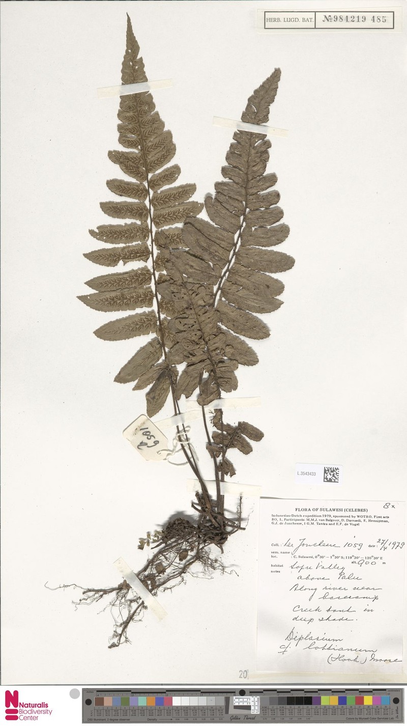 Diplazium lobbianum photo 3