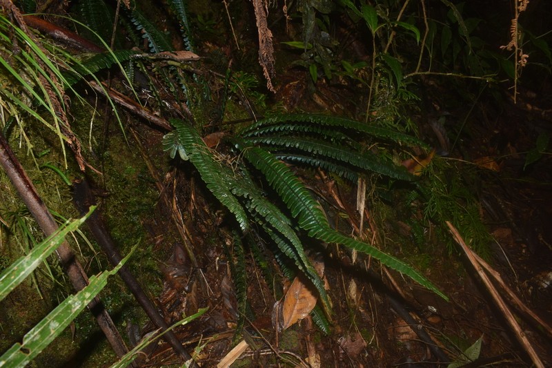 Diplazium lomariaceum