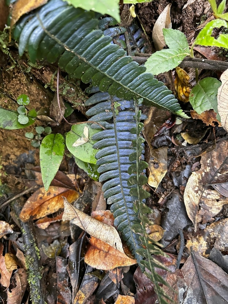 Diplazium lomariaceum photo 3