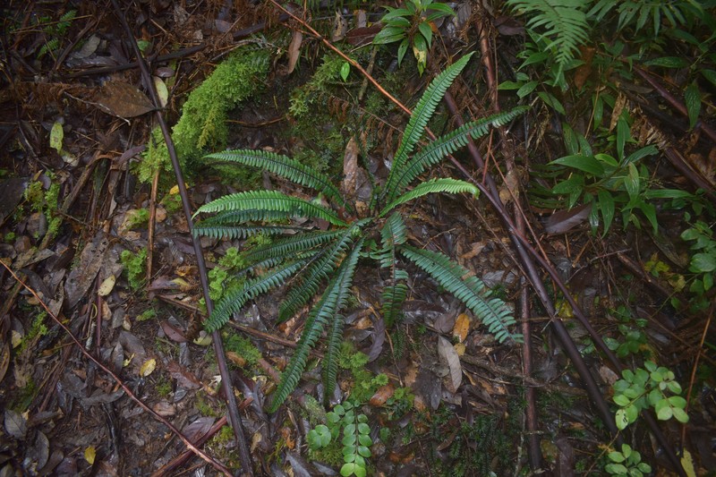 Diplazium lomariaceum photo 4