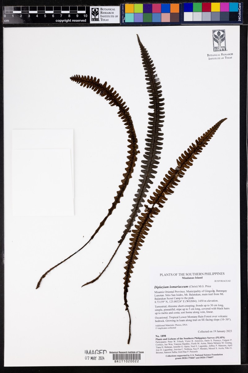 Diplazium lomariaceum photo 5