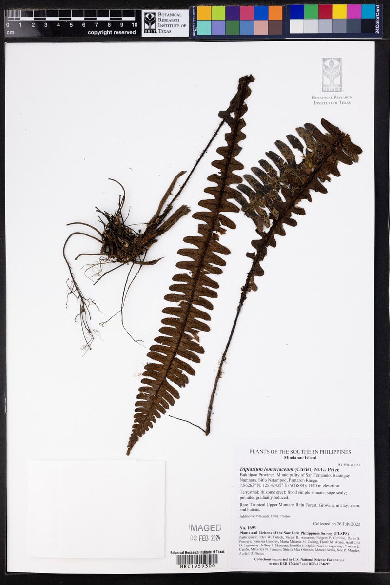 Diplazium lomariaceum photo 6