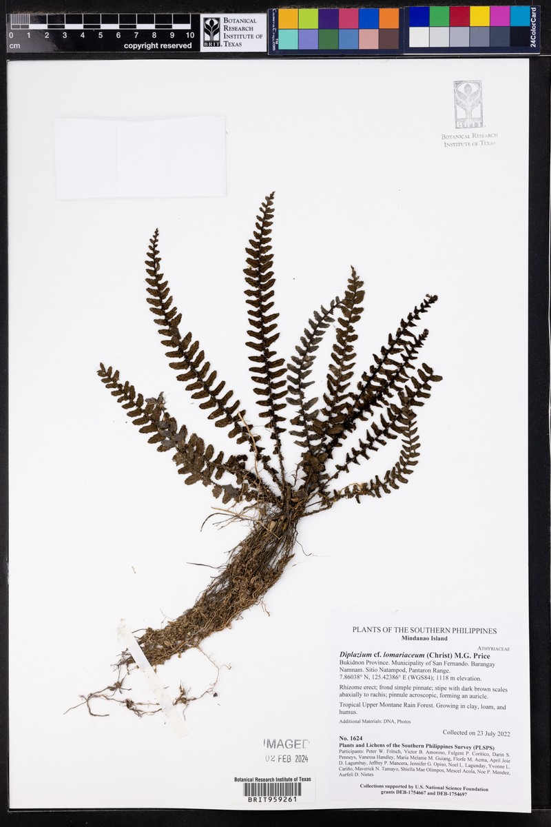 Diplazium lomariaceum photo 7