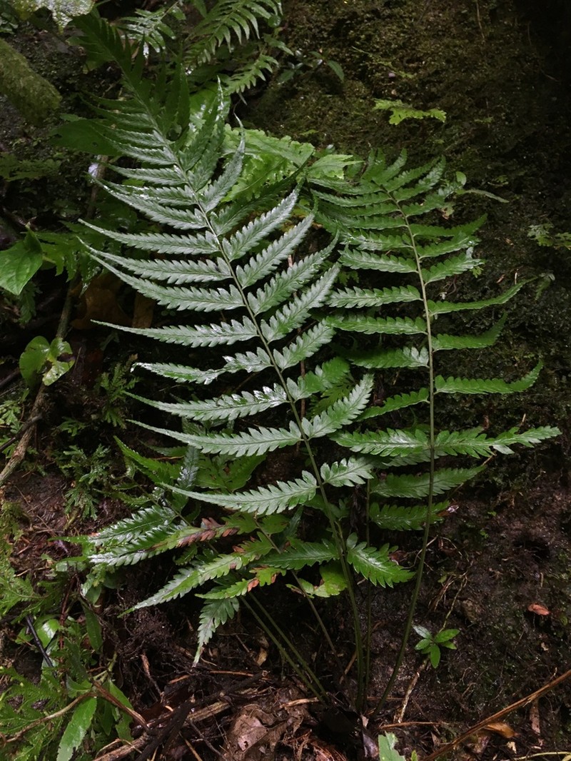 Lanceleaf Twinsorus Fern