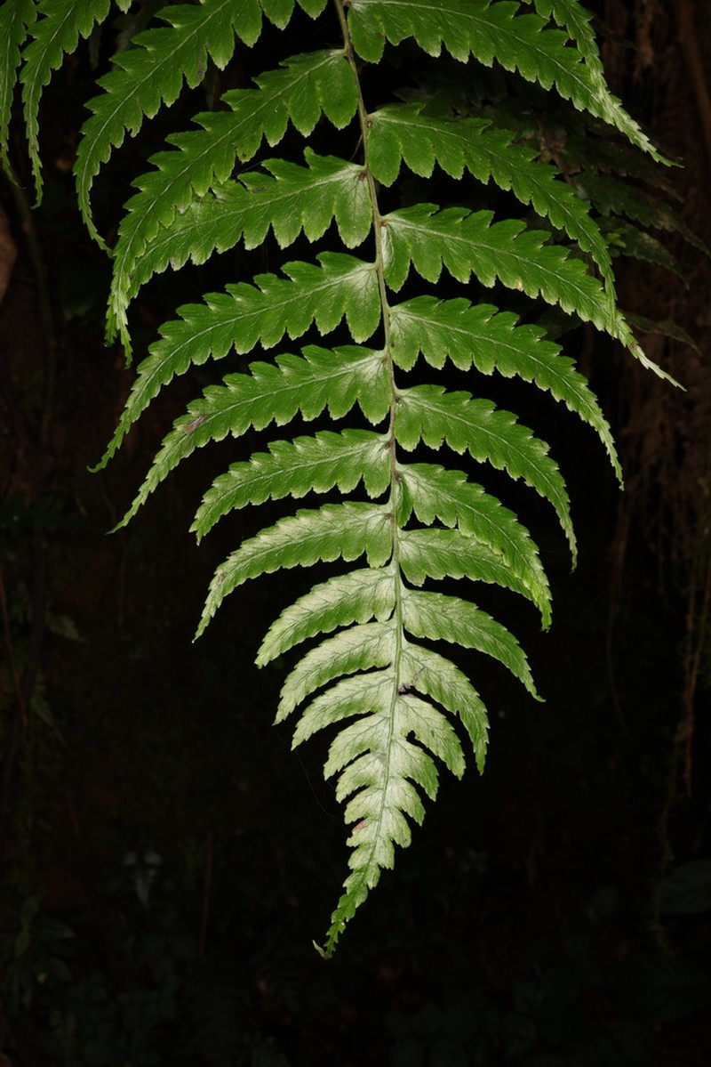 Lanceleaf Twinsorus Fern photo 2