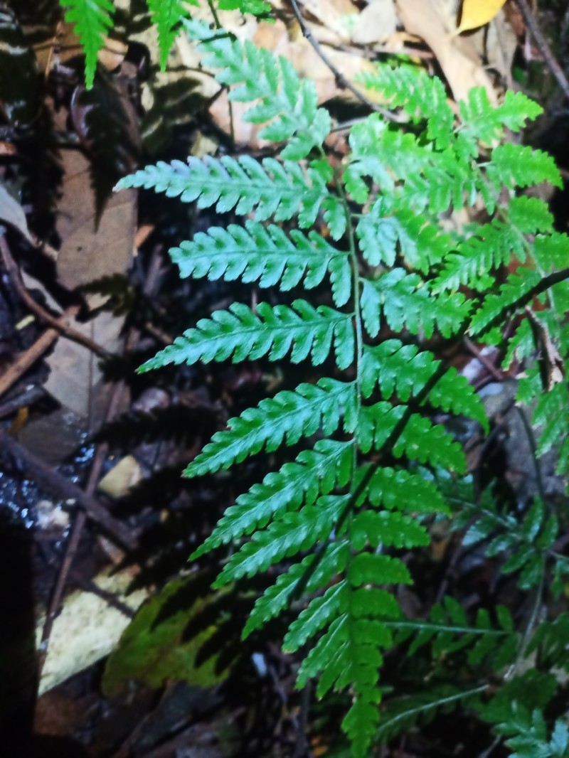 Lanceleaf Twinsorus Fern photo 4