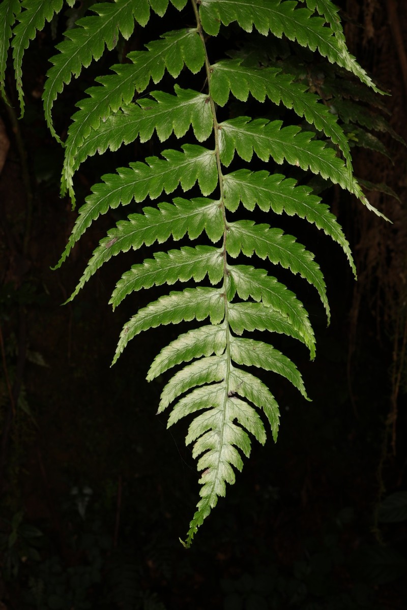 Lanceleaf Twinsorus Fern photo 5
