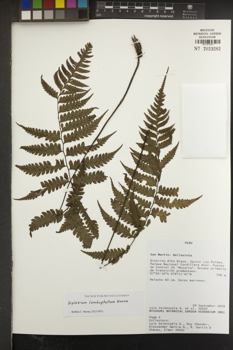 Lanceleaf Twinsorus Fern photo 6