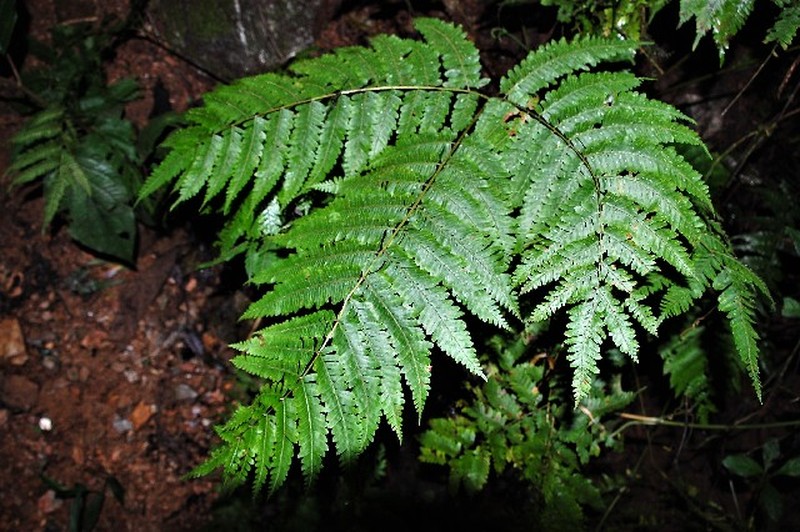 Lanceleaf Twinsorus Fern photo 7
