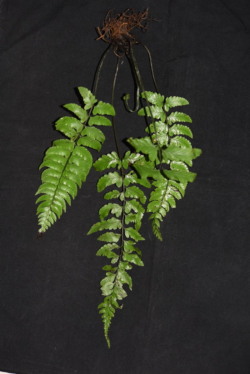 Diplazium longifolium