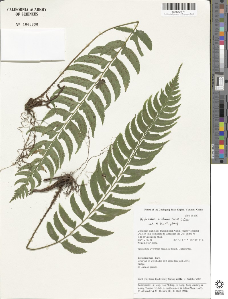 Diplazium longifolium photo 2