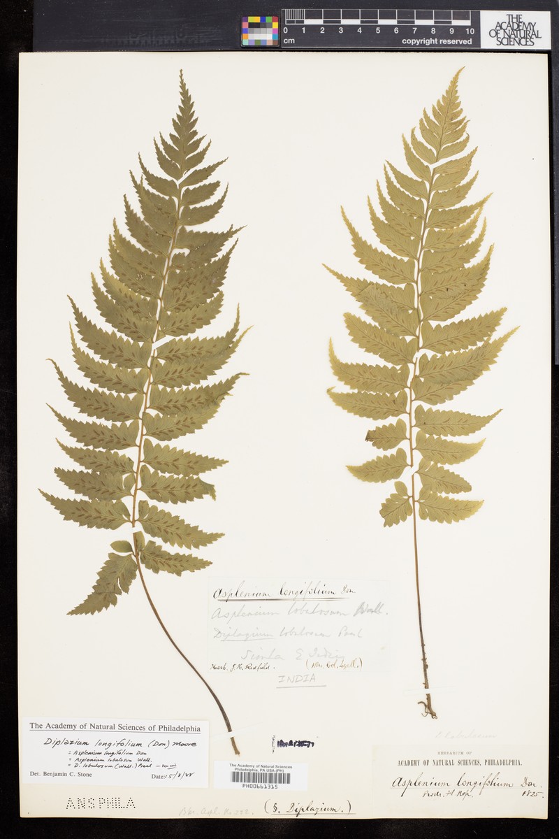 Diplazium longifolium photo 3