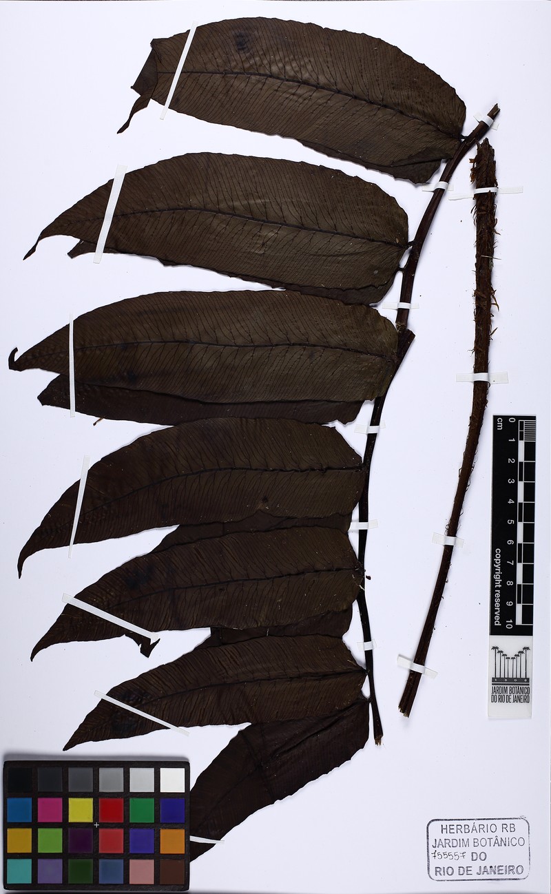 Diplazium longipes