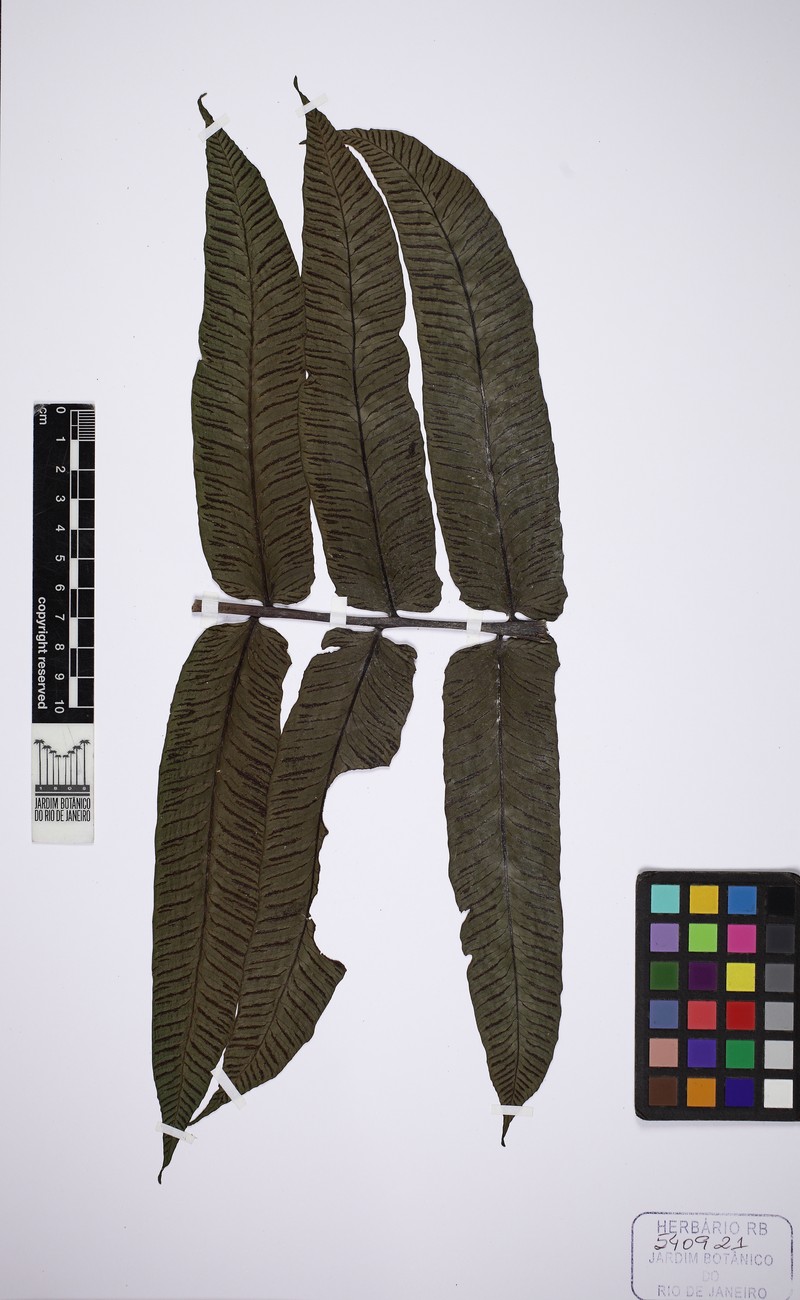 Diplazium longipes photo 2