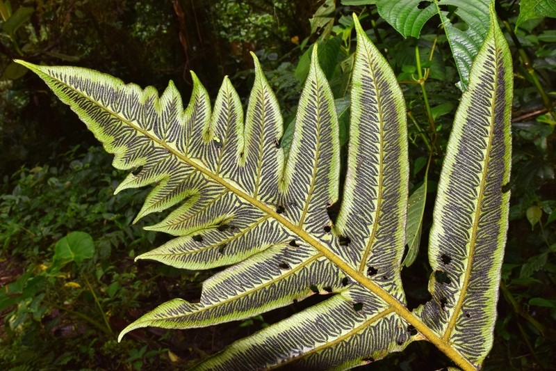 Diplazium macrodictyon