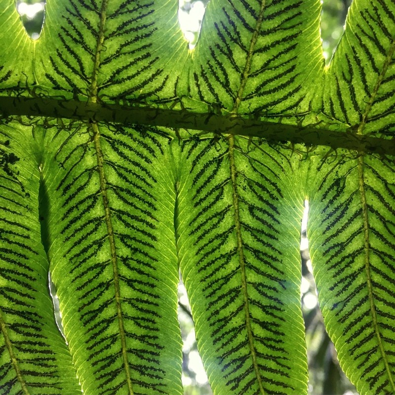 Diplazium macrophyllum photo 2