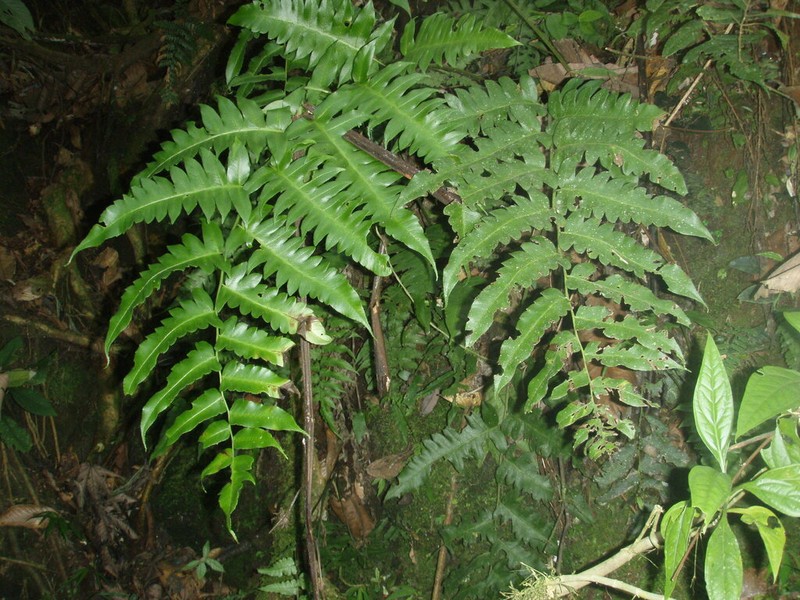 Diplazium macrophyllum photo 3