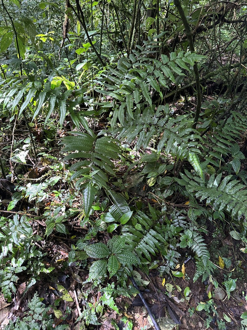 Diplazium macrophyllum photo 4