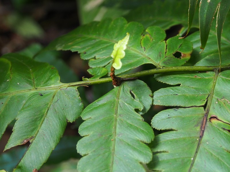 Diplazium macrophyllum photo 5